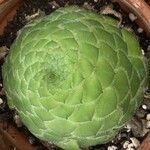 Aeonium tabulaeforme 叶