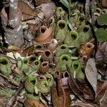 Nepenthes ampullaria Elinympäristö