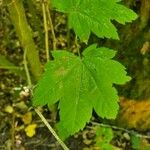 Acer circinatum 葉