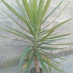 Yucca aloifolia 形态