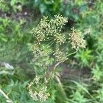 Cicuta maculata Blomst