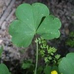 Oxalis grandis List