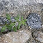 Dysphania pumilio Hoja