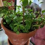 Peperomia glabella Hábito