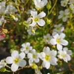 Saxifraga hypnoides Flor