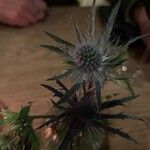 Eryngium planum 果實