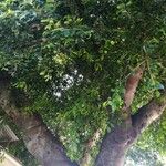 Ficus abscondita