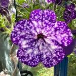 Petunia x atkinsiana Flower