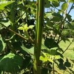 Rubus bertramii Bark