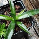 Agave decipiens Habit