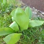 Convallaria majalisЛіст