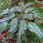 Inga edulis Leaf