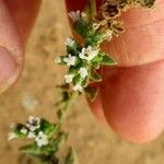 Heliotropium bacciferum Flor
