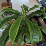Dracaena arborea Hoja