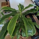 Dracaena arborea Φύλλο