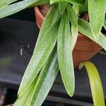 Paphiopedilum lawrenceanum 葉