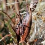 Iris sintenisii Fruit