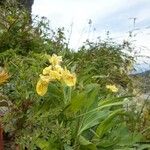 Iris humilis 花