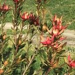 Leucadendron salignum Habitatea