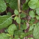 Trianthema portulacastrum Leaf