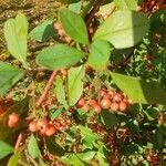 Cotoneaster glaucophyllus 果