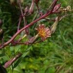 Lactuca hirsuta Flor