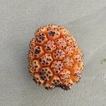 Pandanus tectorius Fruit