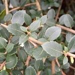 Osmanthus delavayi Levél