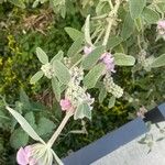 Phlomis italica Φύλλο