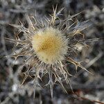 Carlina lanata Frutto