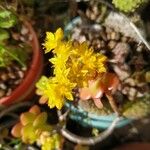 Sedum kimnachii Kvet