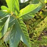 Ficus coronata Leaf