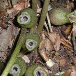 Asarum arifolium 花