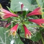 Alstroemeria psittacina Virág