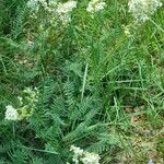 Filipendula vulgaris Агульны выгляд