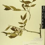 Zanthoxylum oxyphyllum Otro
