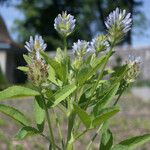 Trigonella caerulea Flower