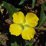 Ludwigia peruviana Flor