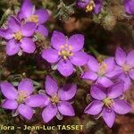 Spergularia rubra Flor