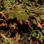 Selaginella haematodes Характер