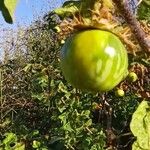 Solanum linnaeanum Ovoce