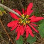 Euphorbia pulcherrimaBloem