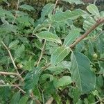 Elaeagnus multiflora Blad