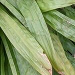 Carex plantaginea Leaf