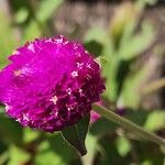 Gomphrena globosaLorea