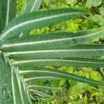 Euphorbia lathyris Leaf