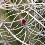 Gymnocalycium castellanosii Folio