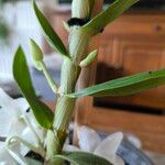 Dendrobium nobile Leaf