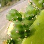 Opuntia triacanthos Ovoce