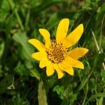 Wyethia angustifolia Flower